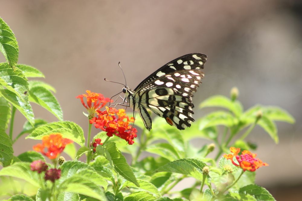 Фотография автора Atul Robin Hans