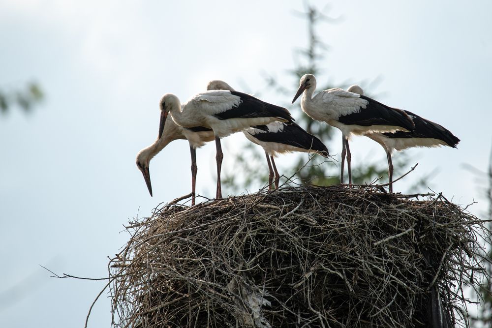 Photograph by наталья залогина