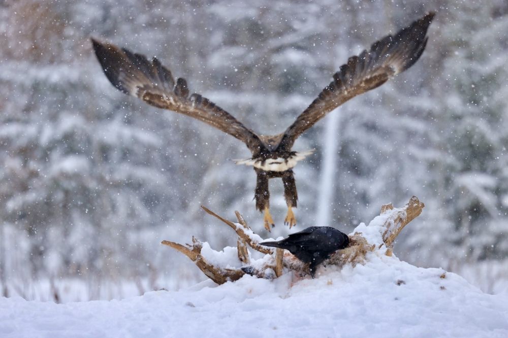 Photograph by Ольга Одаренко