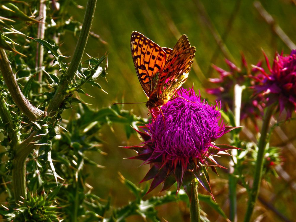 Photograph by Нина Будникова