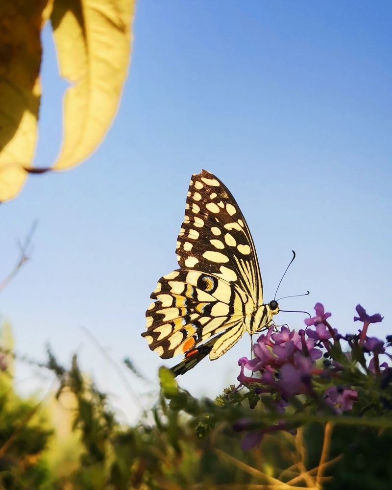 Фотография автора Milad Falahi