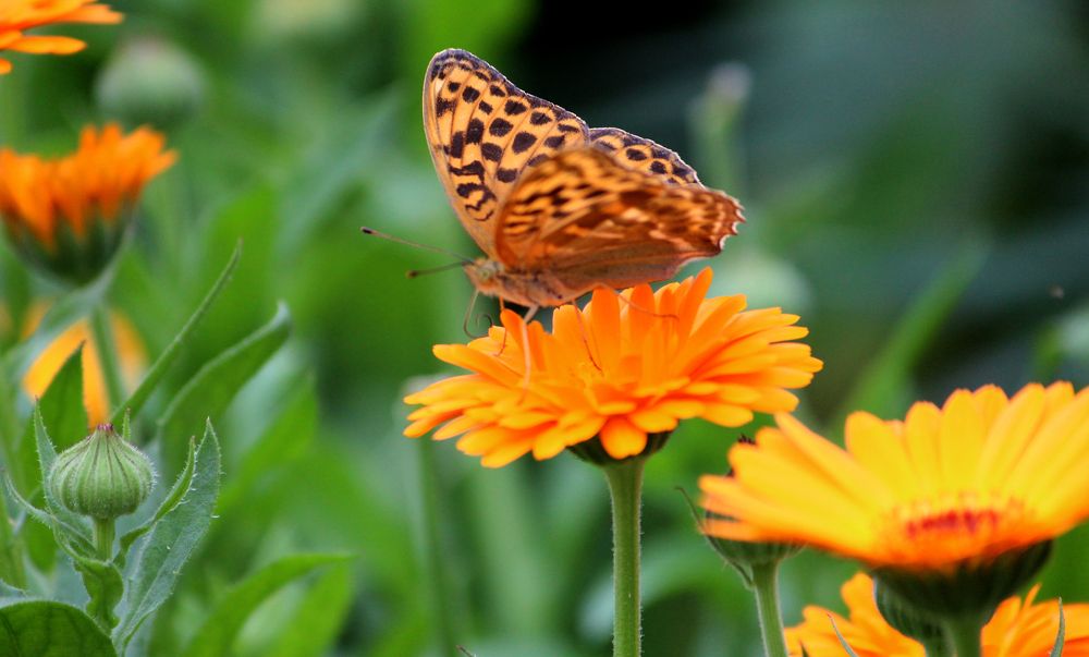 Photograph by Игорь Быков