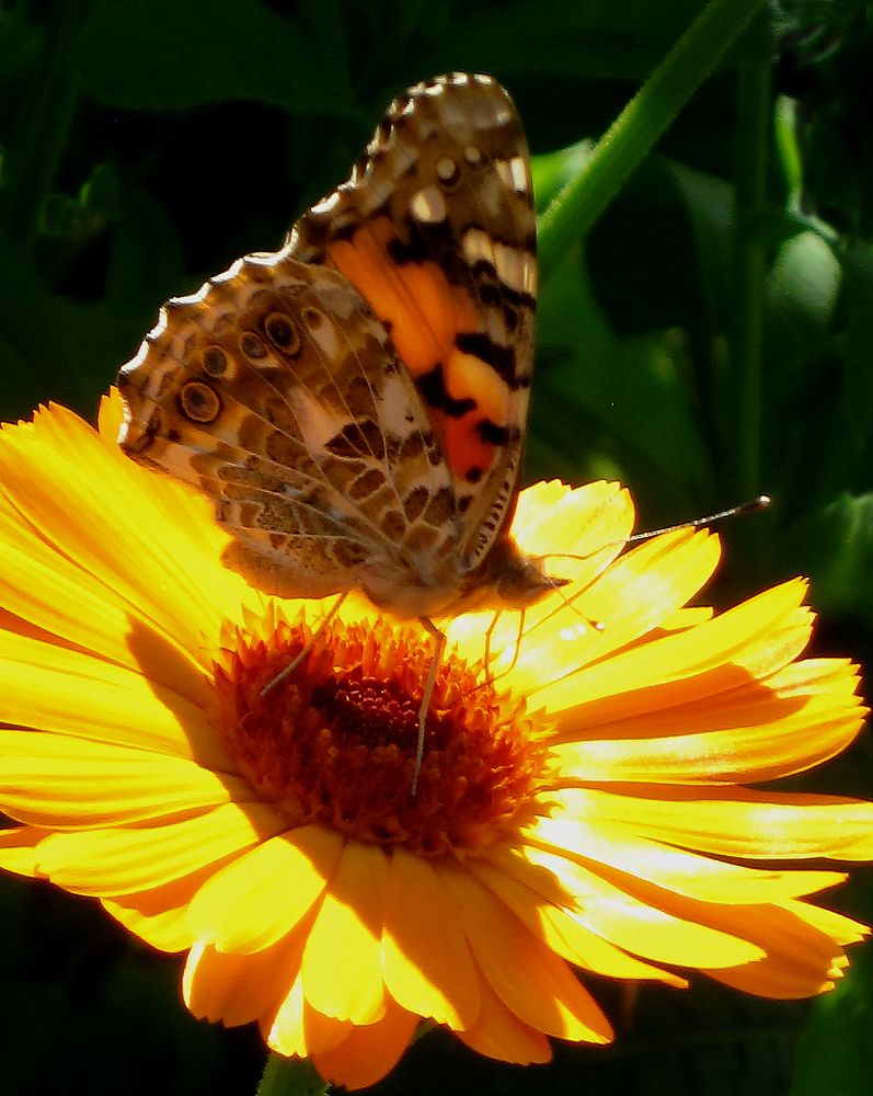 Photograph by Игорь Быков