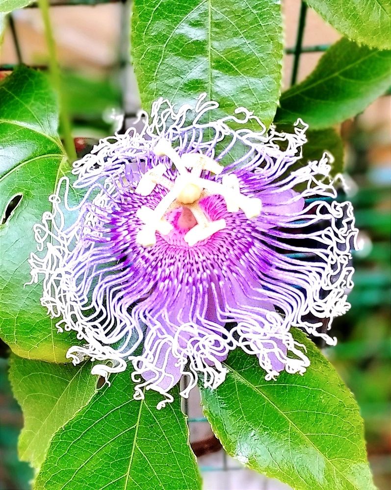 Photograph by Sudipta Das