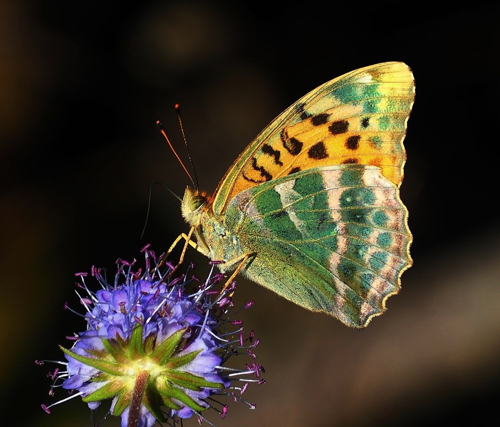 Фотография автора ANDREY PERESHEIN