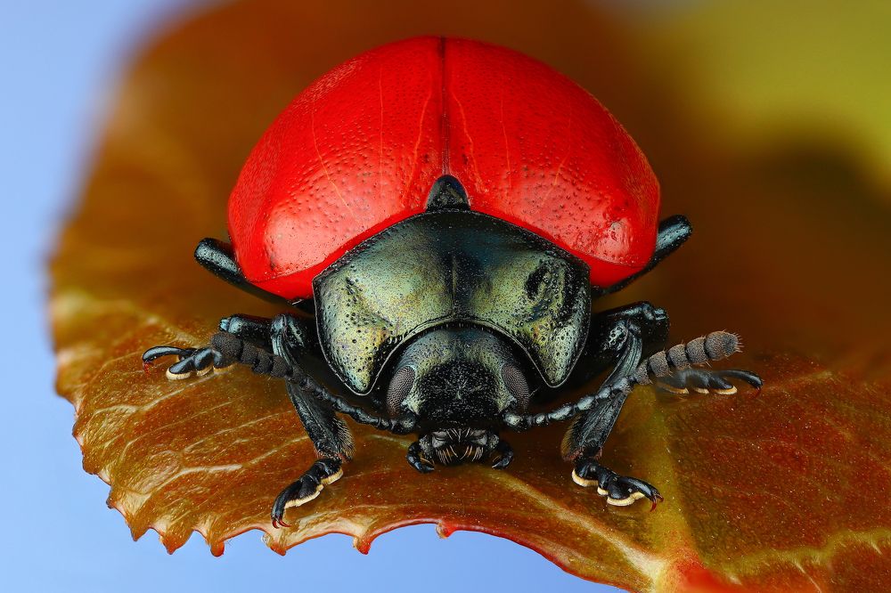 Листоед тополевый