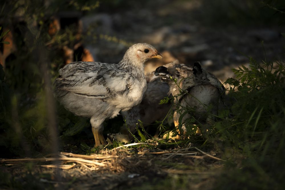 Фотография автора Anna Ilieva-Alikaj