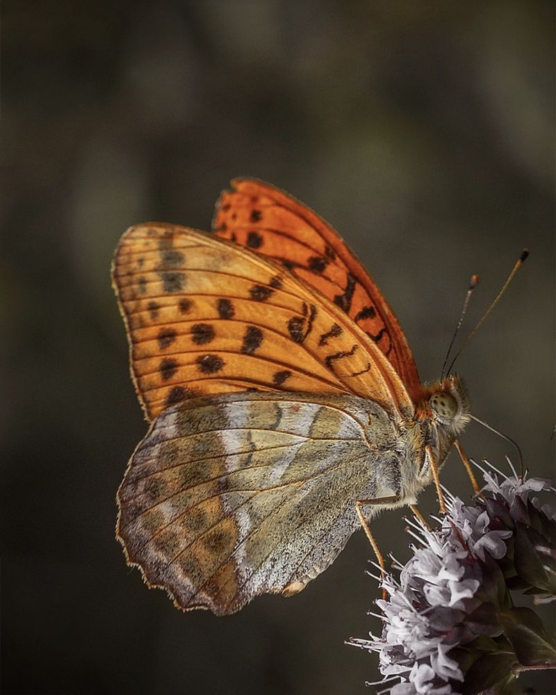 Photograph by Малика Маткарим