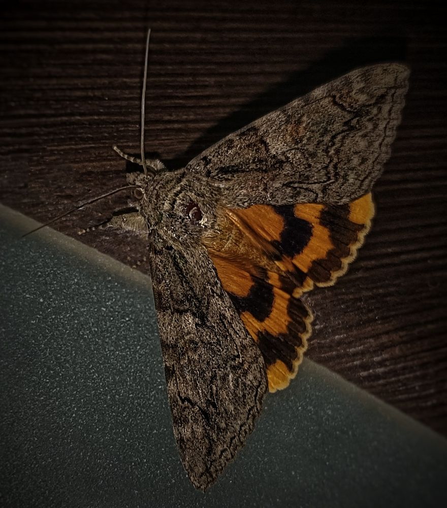 Фотография автора Ola La