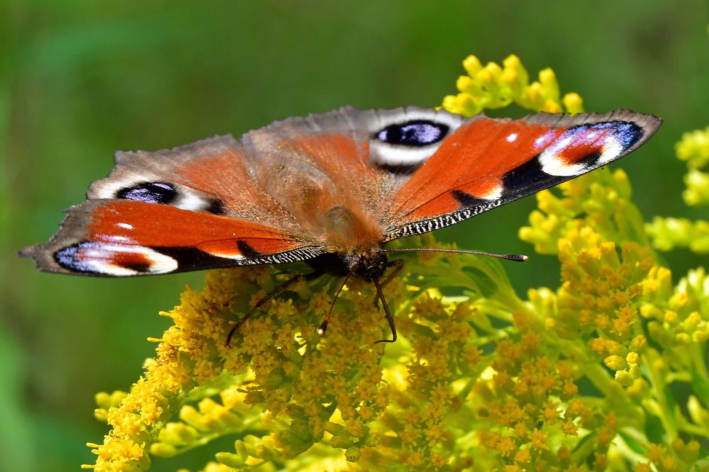 Photograph by Корнейчук Игорь