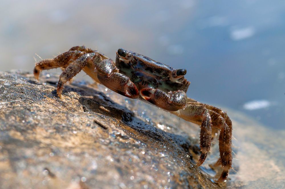 краб крабыч