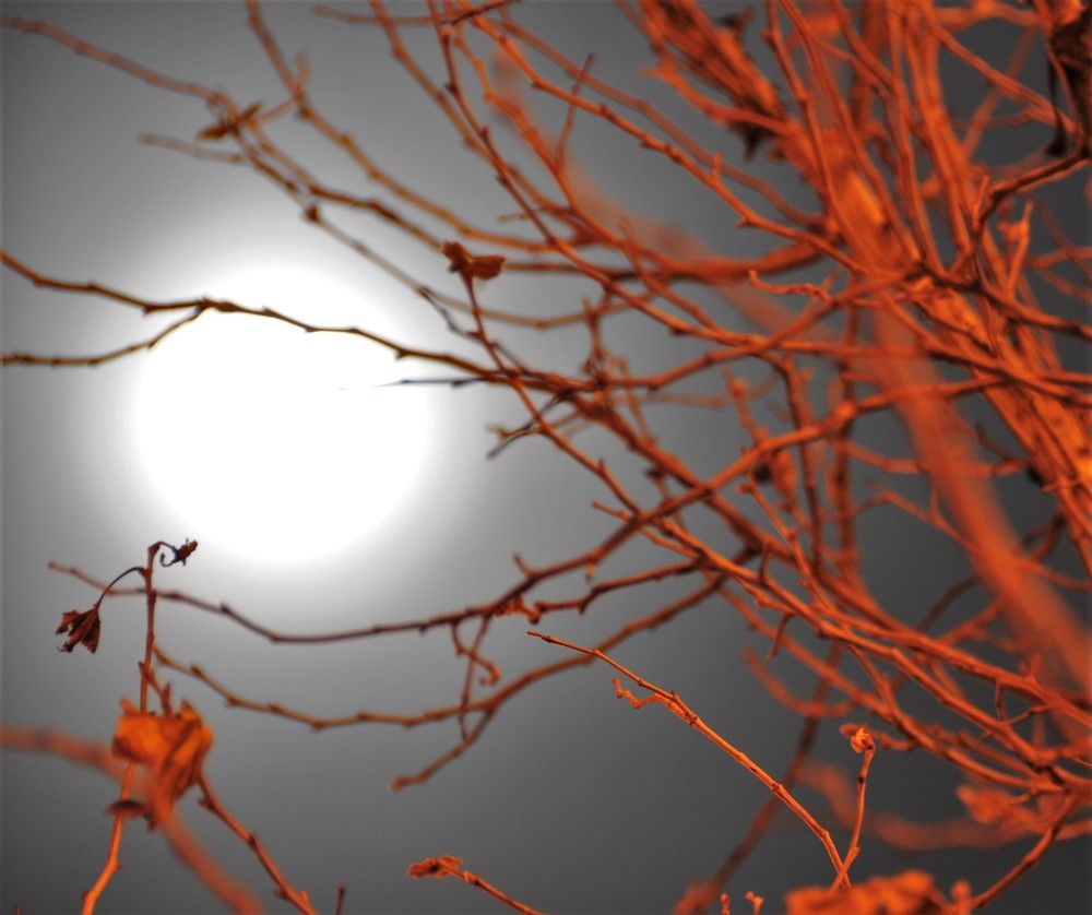 Фотография автора Ася Бабушкина