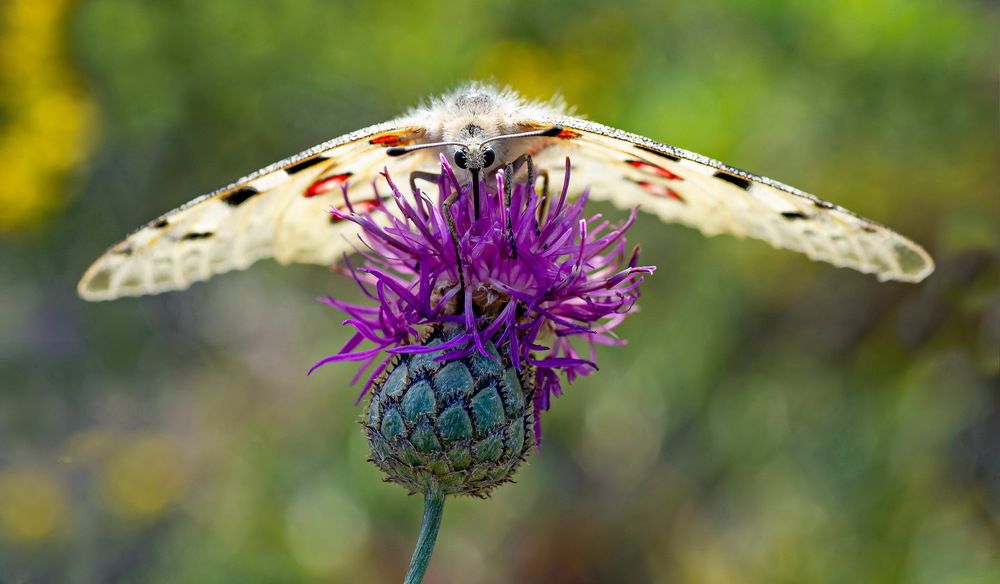 К взлёту готова