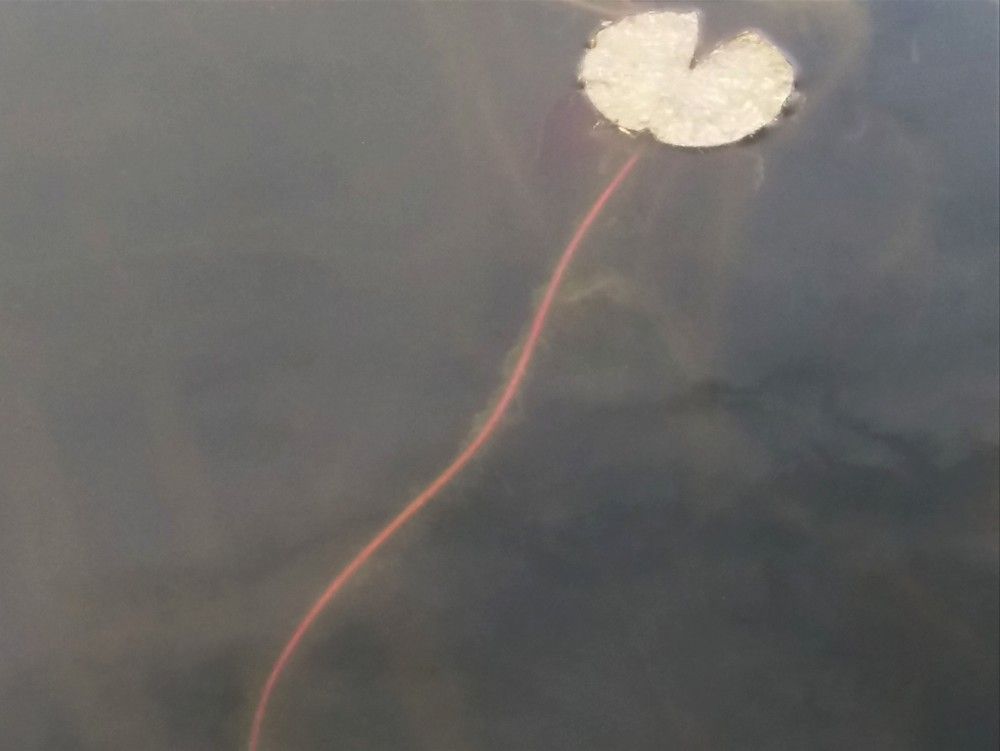 Фотография автора Ася Бабушкина