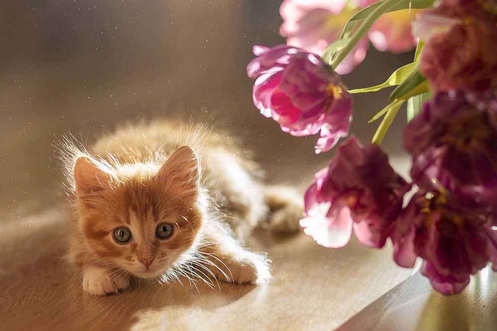 Photograph by ирина лебедева