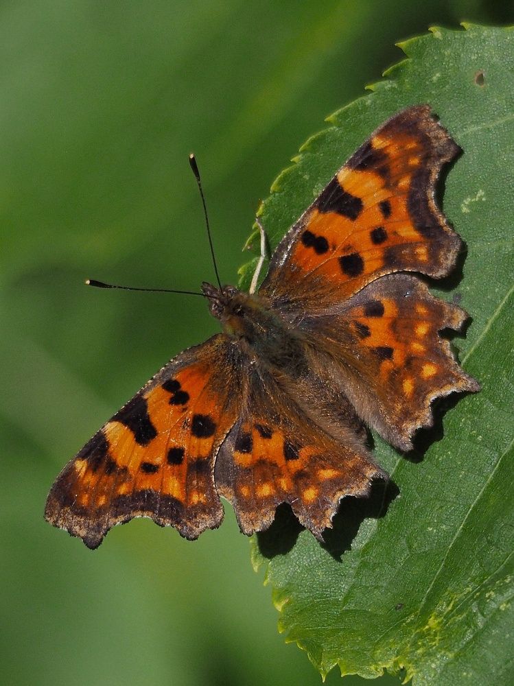 Photograph by Елена Синицына