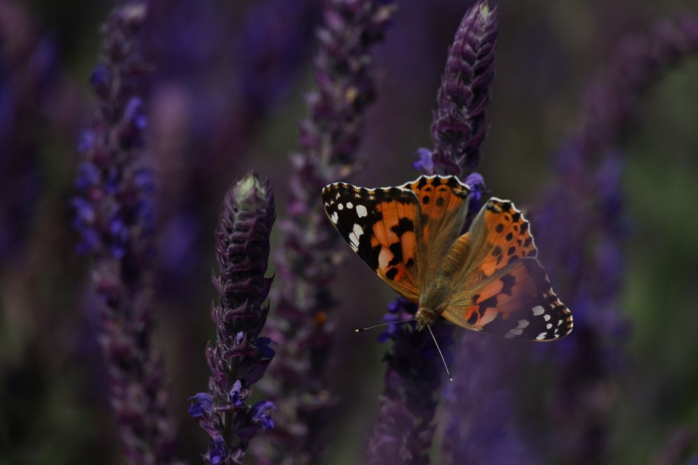 Photograph by Юлия Голубкова