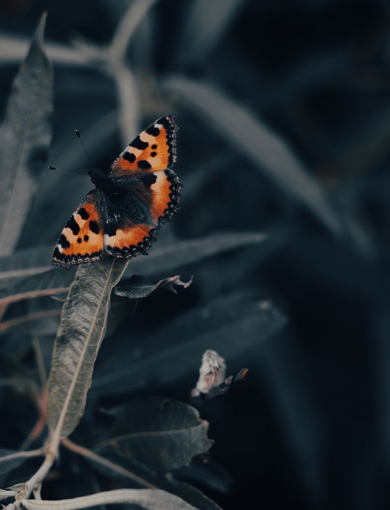 Photograph by Герман Крупенин