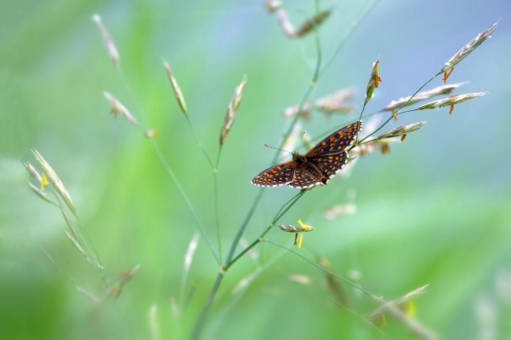 Photograph by Заболотская Ольга