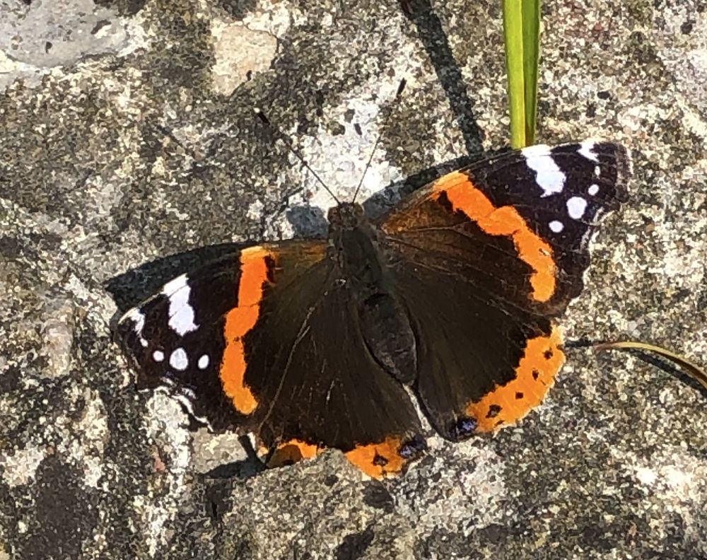 Photograph by Мария Бессмертная