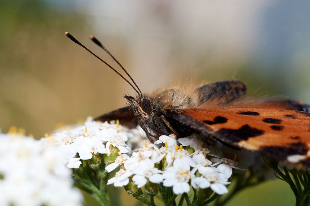 Photograph by Андрей Мольков