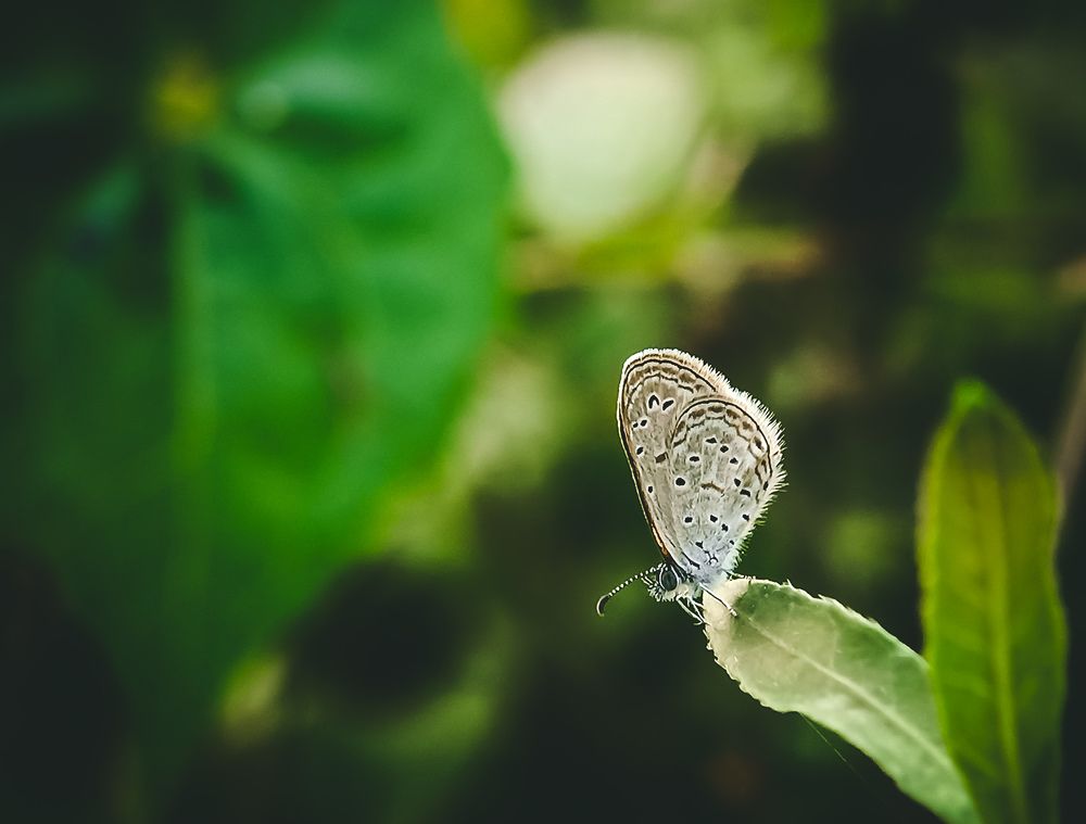 Photograph by Souvik Bhowmik