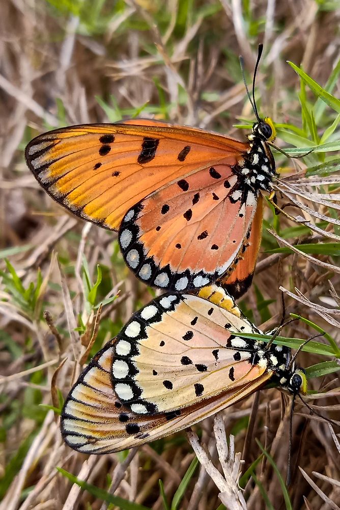Photograph by Souvik Bhowmik