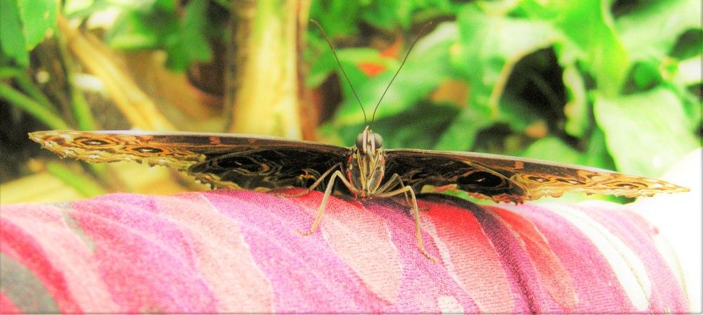 Фотография автора Ася Бабушкина