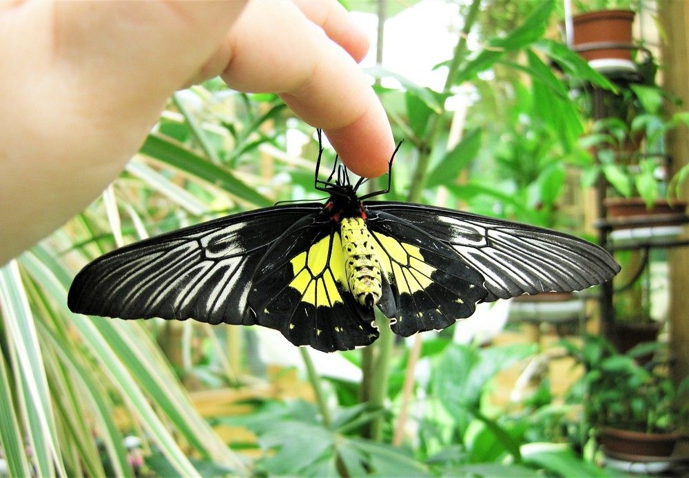 Фотография автора Ася Бабушкина