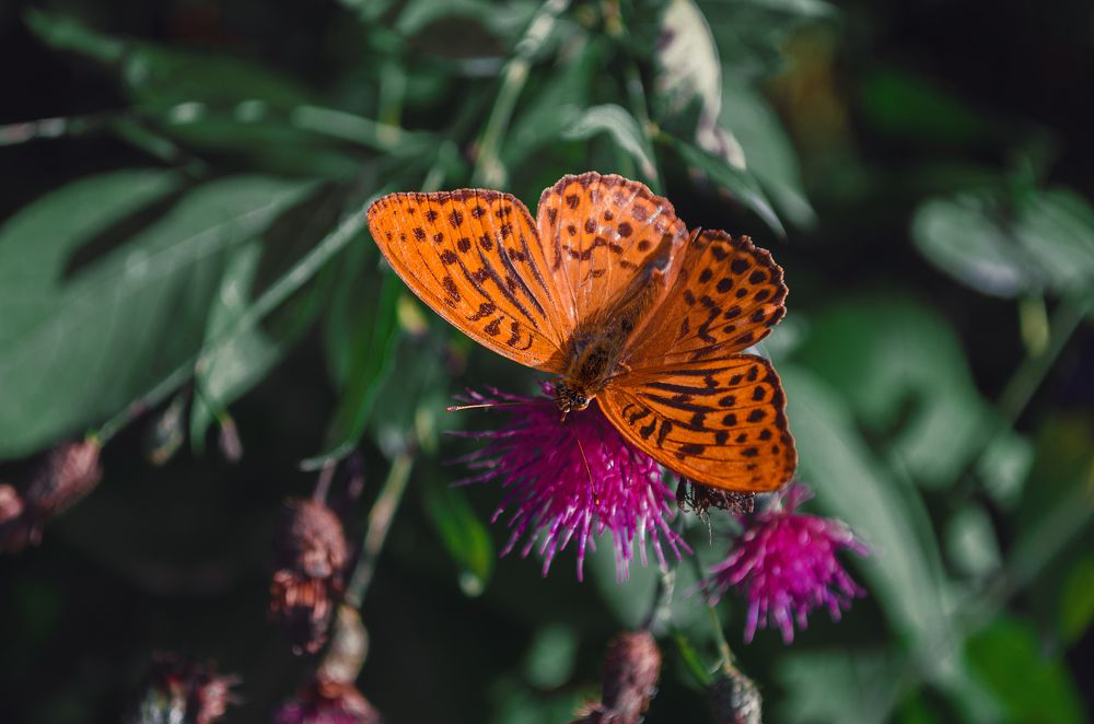 Photograph by Наталья Золотарева