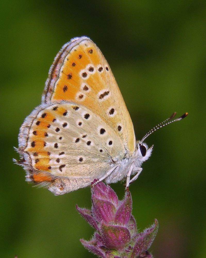 Photograph by Amin Ghaffarian