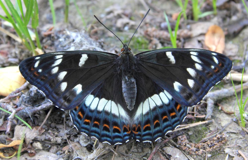 Фотография автора Кухта Мария
