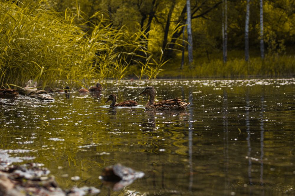 Photograph by Клим Кильтау