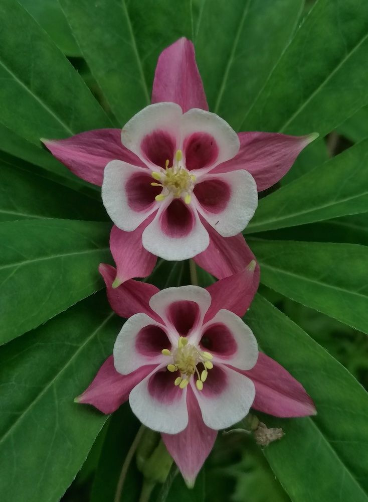 Фотография автора Оксана Льдинина