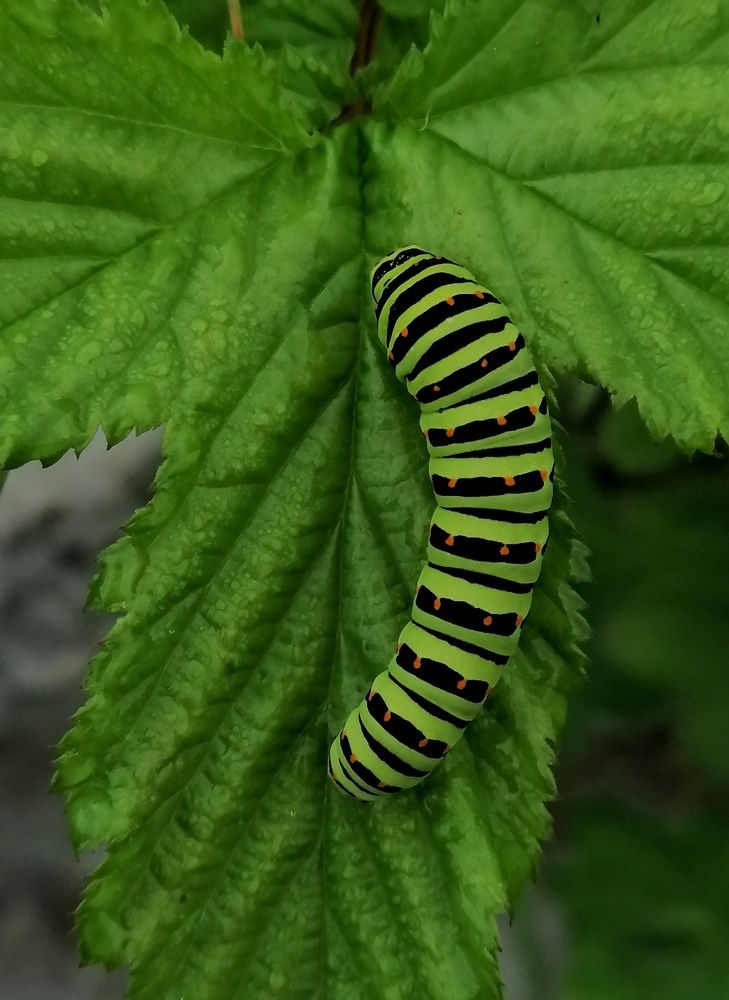 Фотография автора Оксана Льдинина