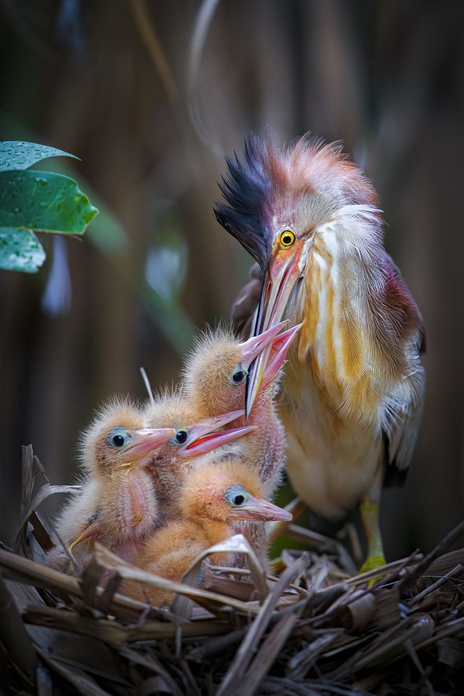 Photograph by Rin Võ