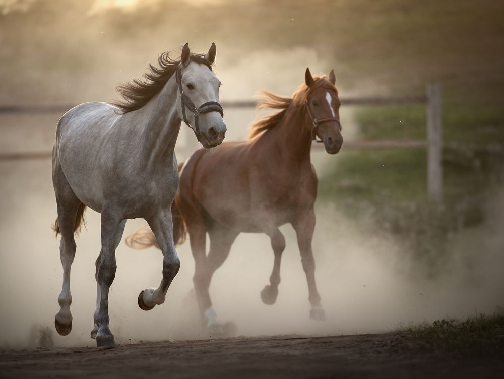 Photograph by Светлана Писарева