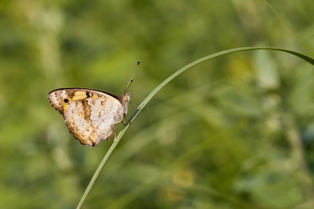 Фотография автора Ashir Kumar