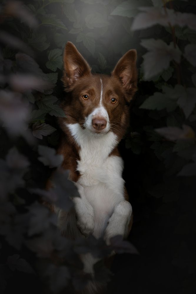 Photograph by Светлана Писарева