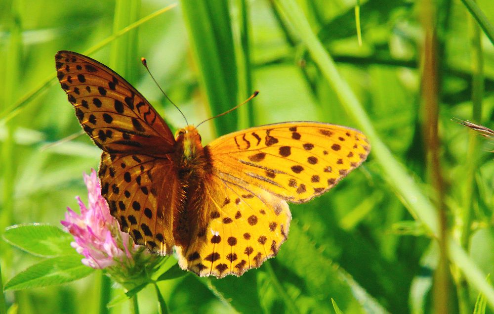 Фотография автора Kirill Pavlov