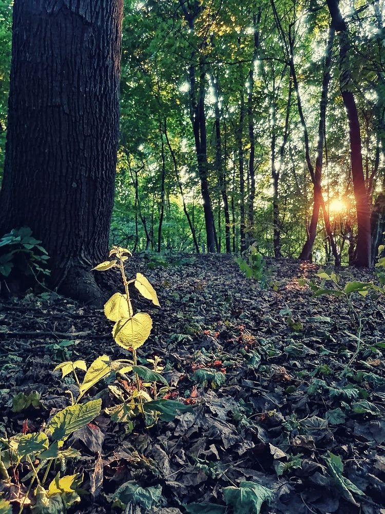 Луч света в лесном царстве