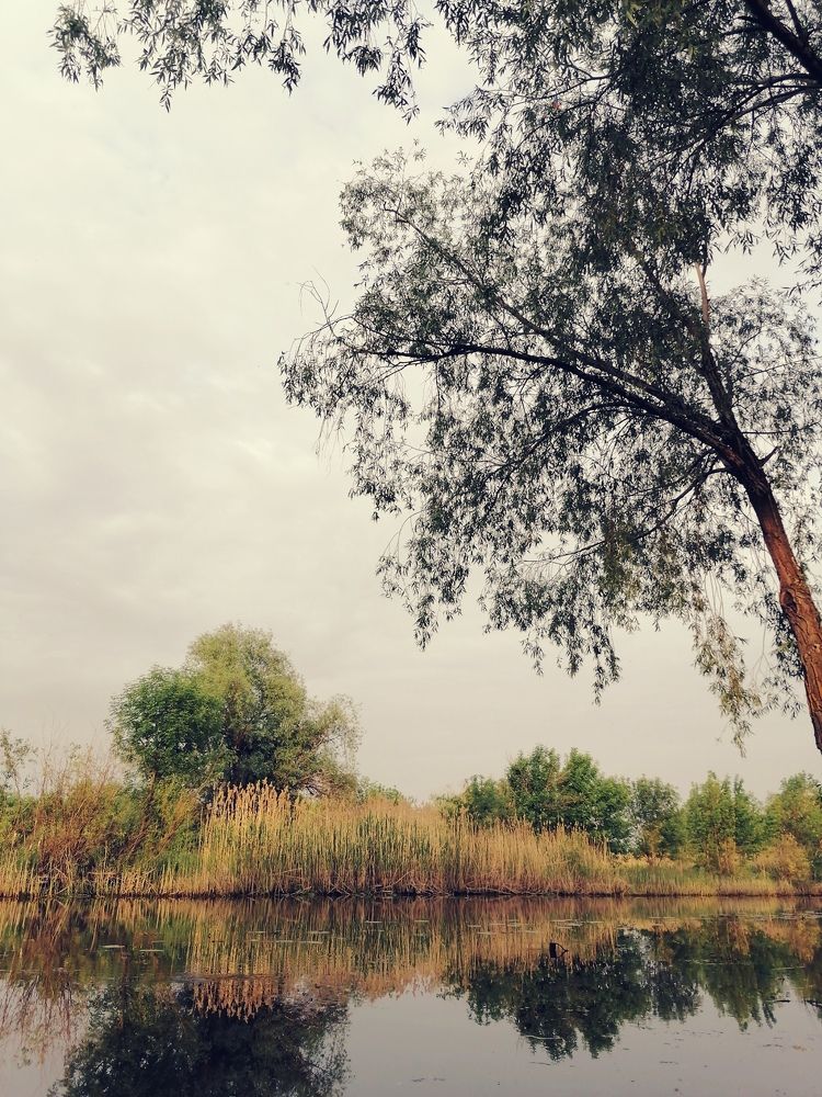 Расплескалась вокруг безмятежность...