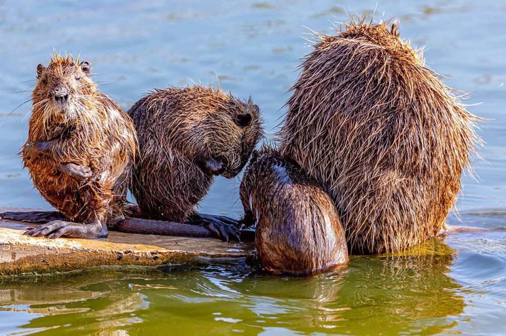 Фотография автора ADLER GOLDFARB