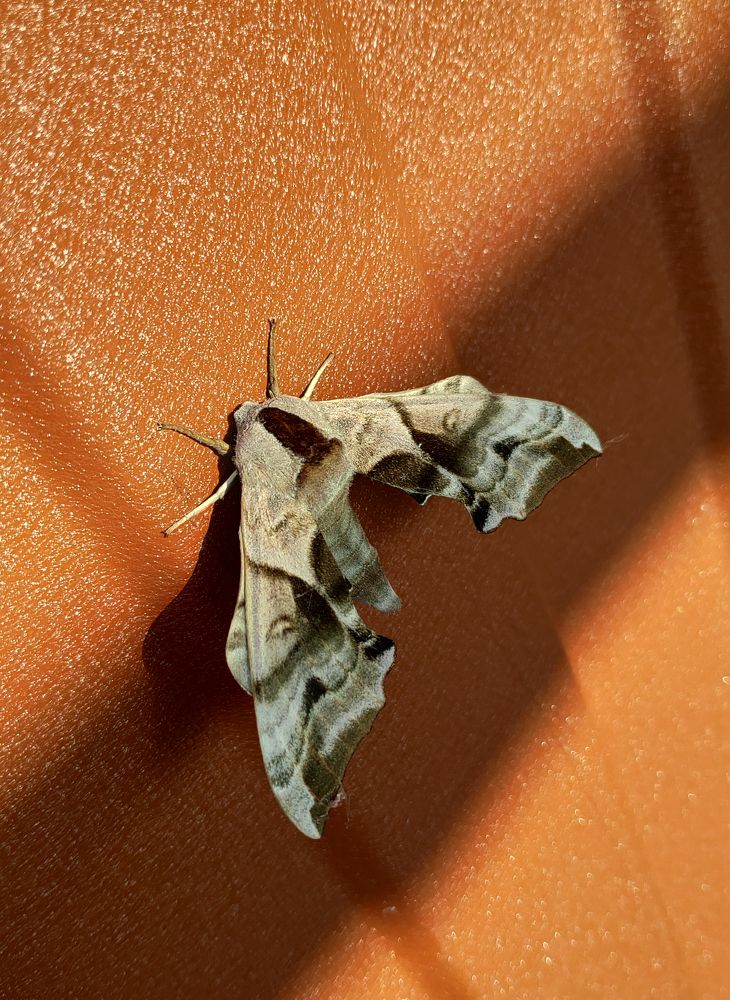 Photograph by Елена Алексеева