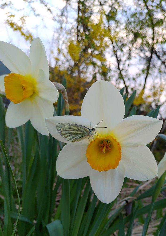 За нектаром