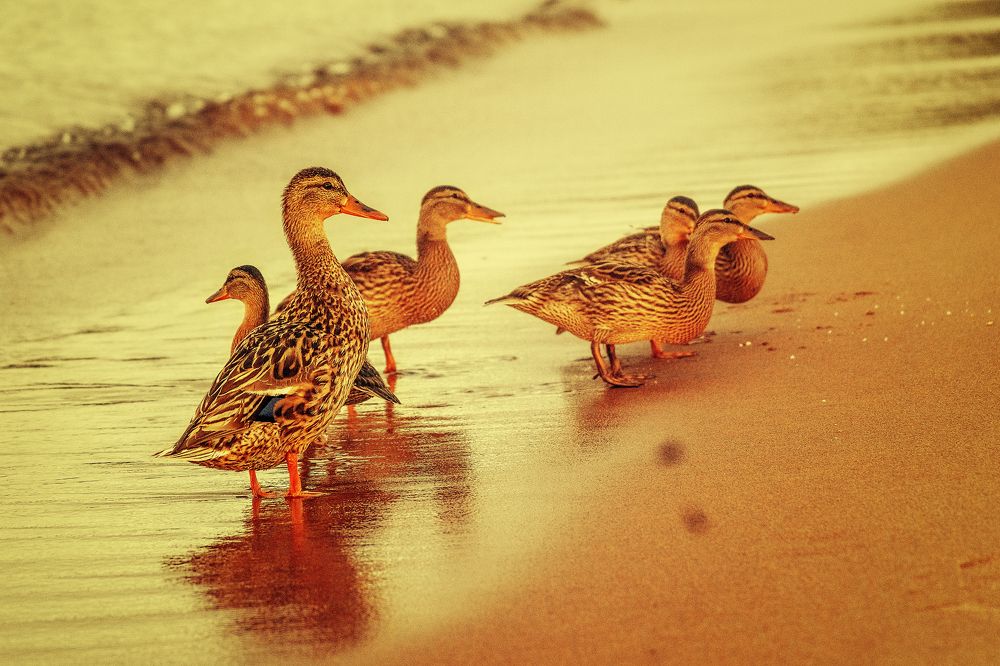 Photograph by Светлана Инькова