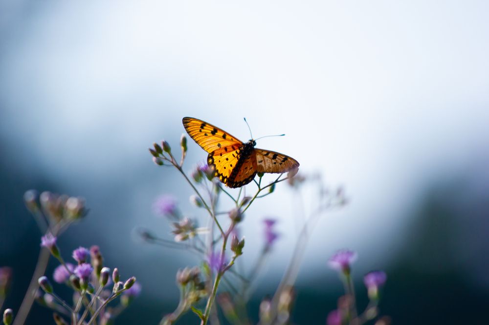 Photograph by Rajdeep Muhuri