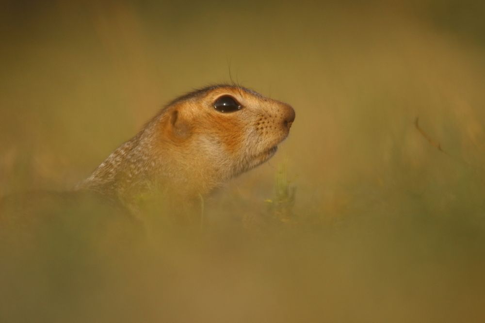 Photograph by Владимир Шебаршенко