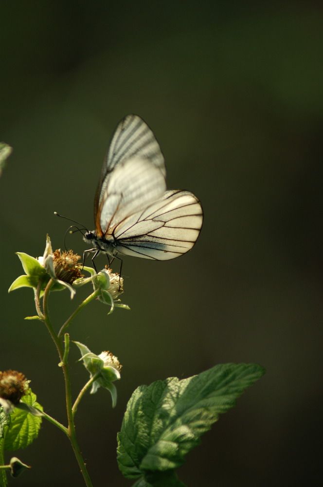 Photograph by Эльза Юнусова