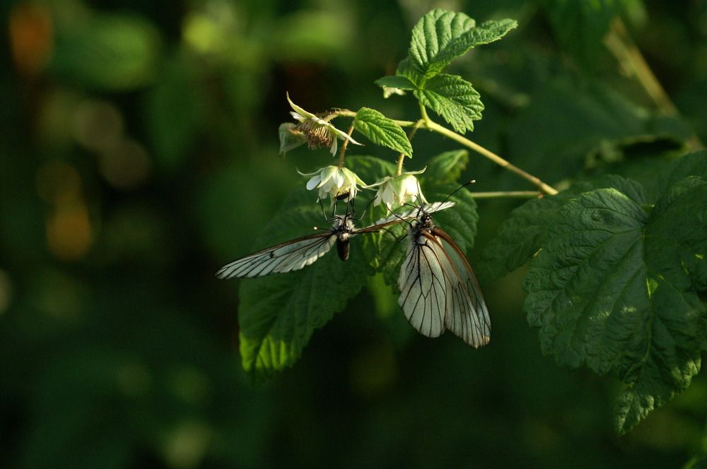 Photograph by Эльза Юнусова